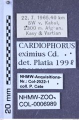 Etiketten zu Cardiophorus eximius (Candèze, 1860) (NHMW-ZOO-COL-0006989)